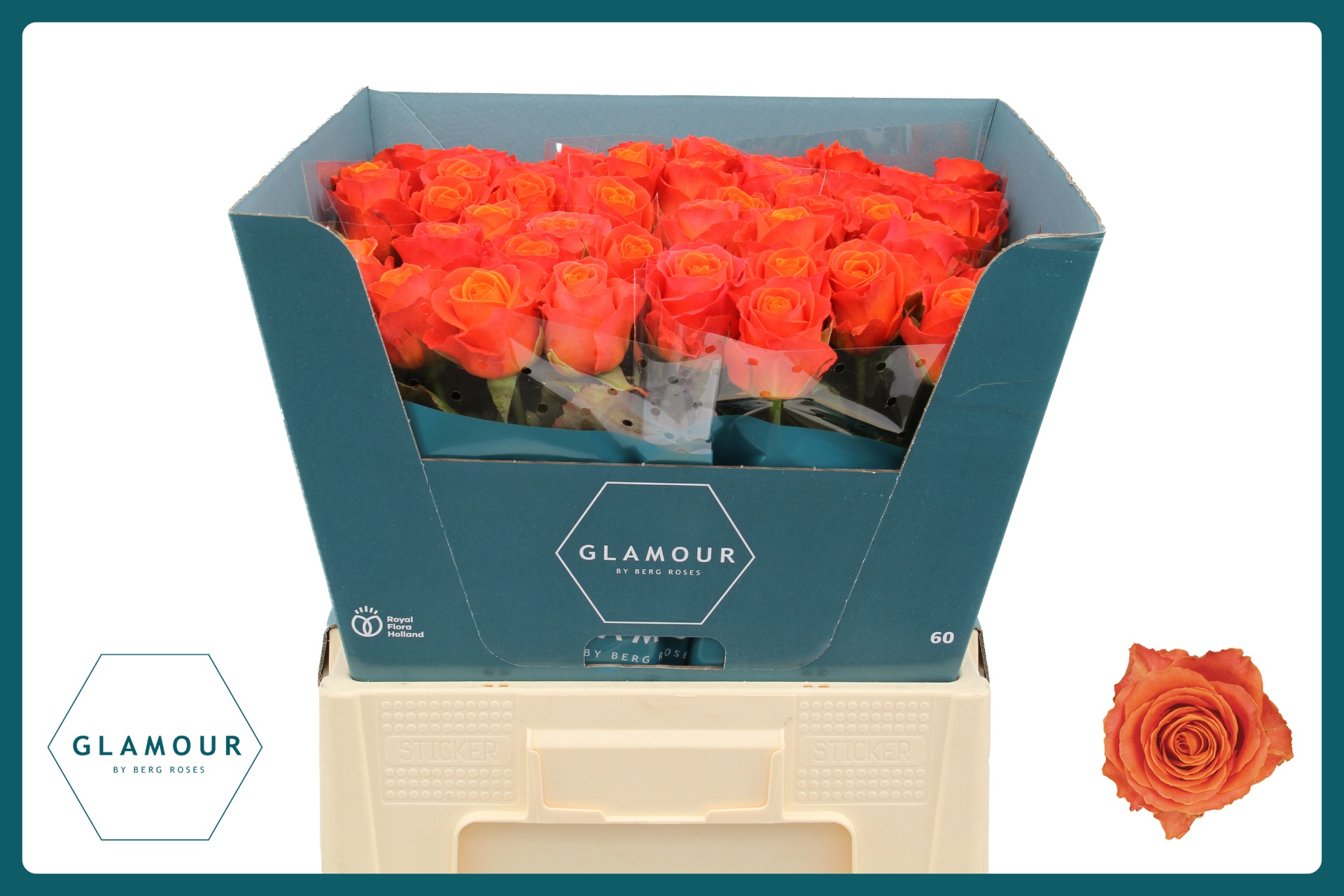 Rosa Clarence+ 60cm
