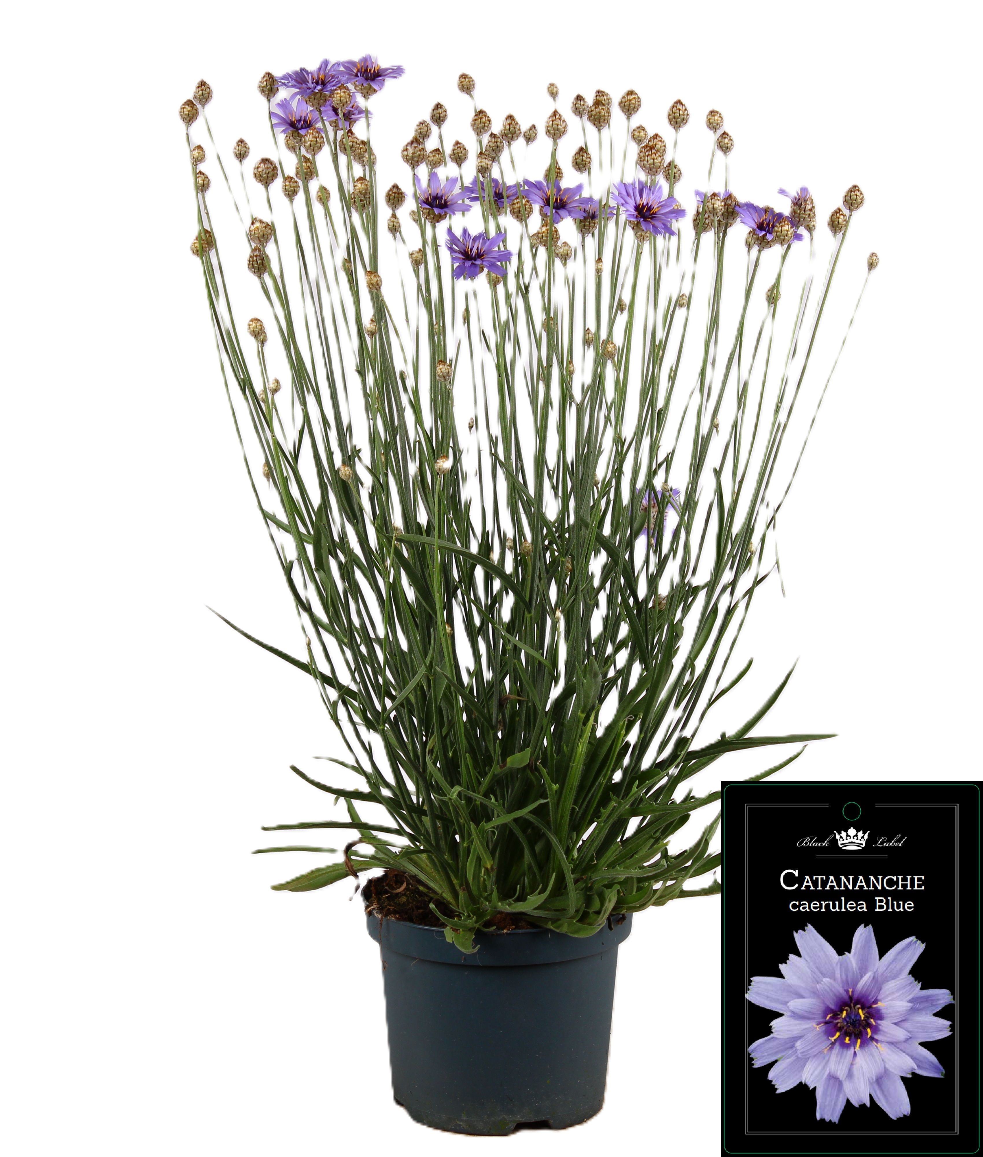 Picture of Catananche Caerulea Blue