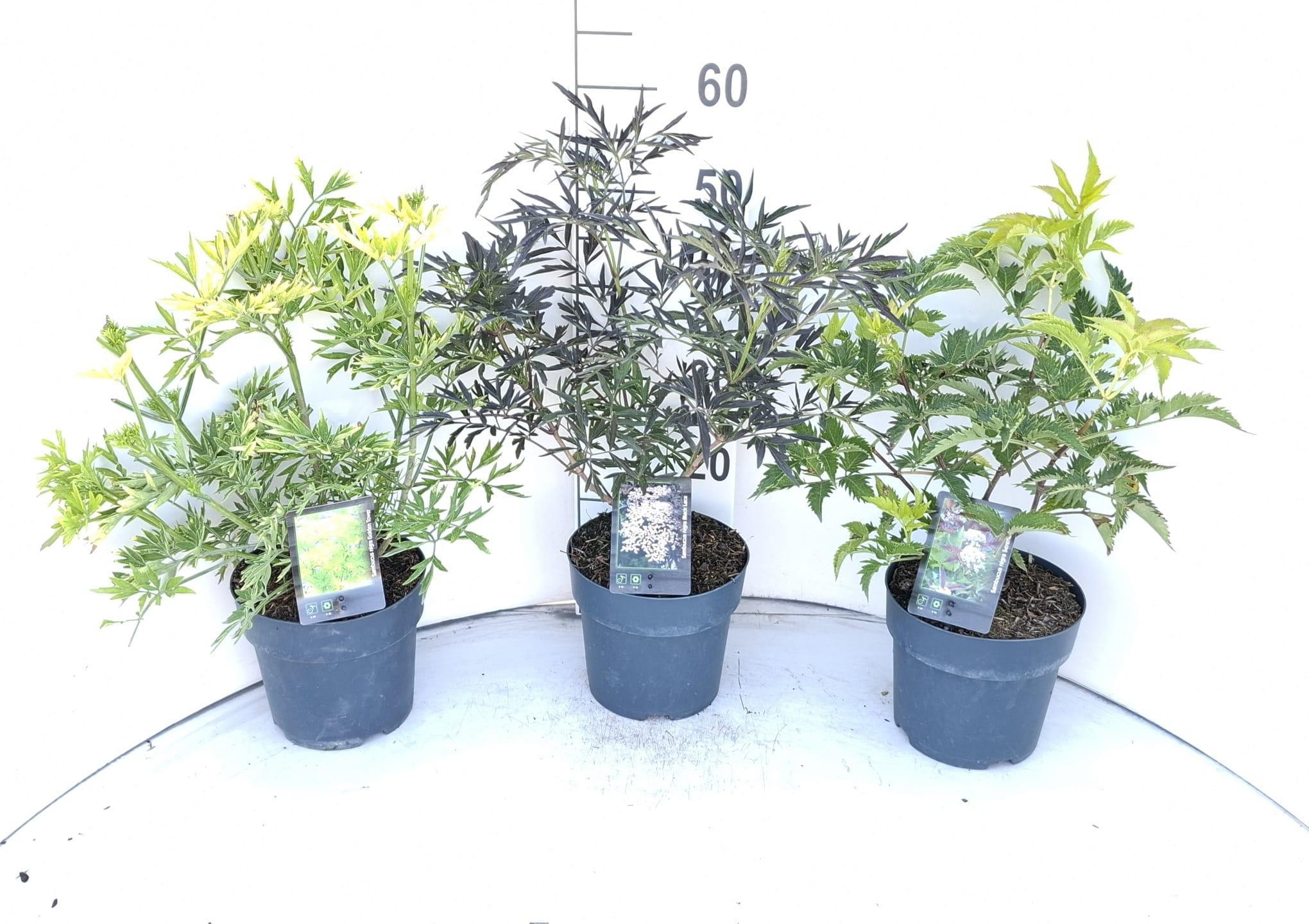 Sambucus SAMBUCUS MIX 2