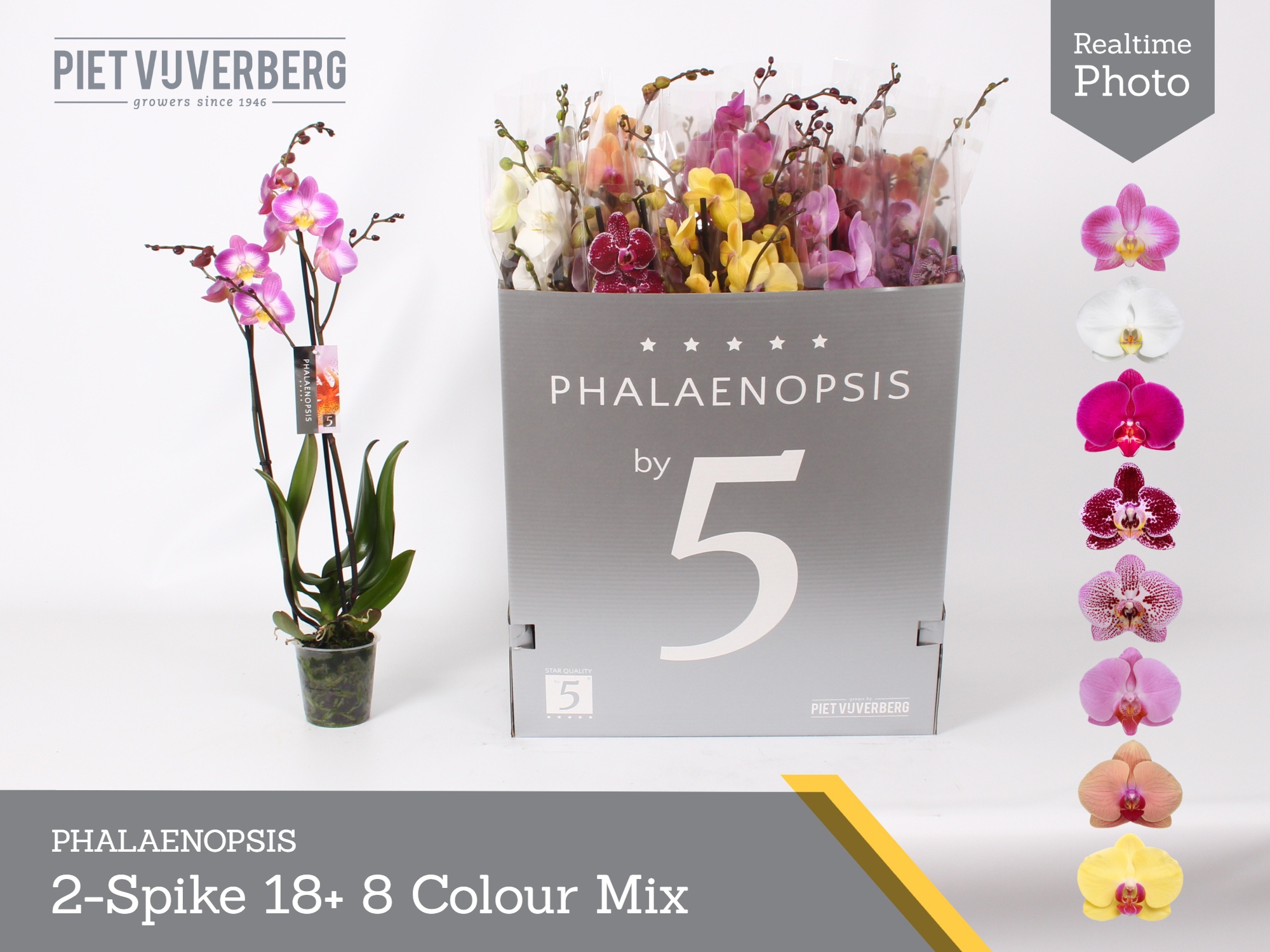 Phal Gem 8 Kl 12P 70H 2TAK 18bloem 23bloei
