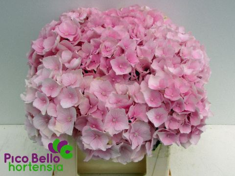 Hydrangea Verena Pink 40cm 14Ø