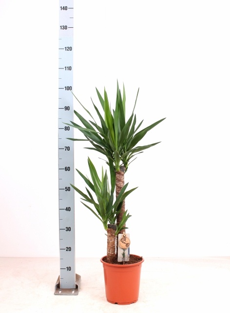 Yucca 21Ø 100cm