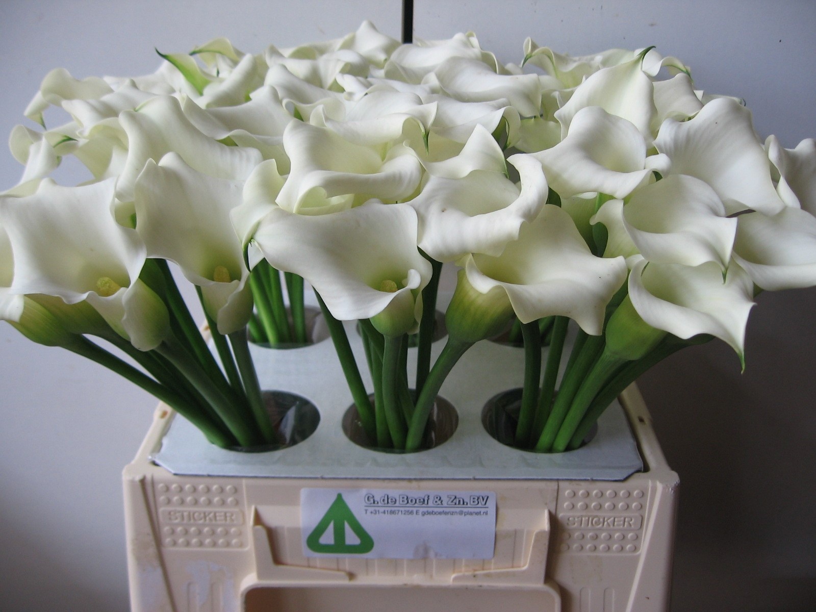 Calla Capt Ventura 40cm