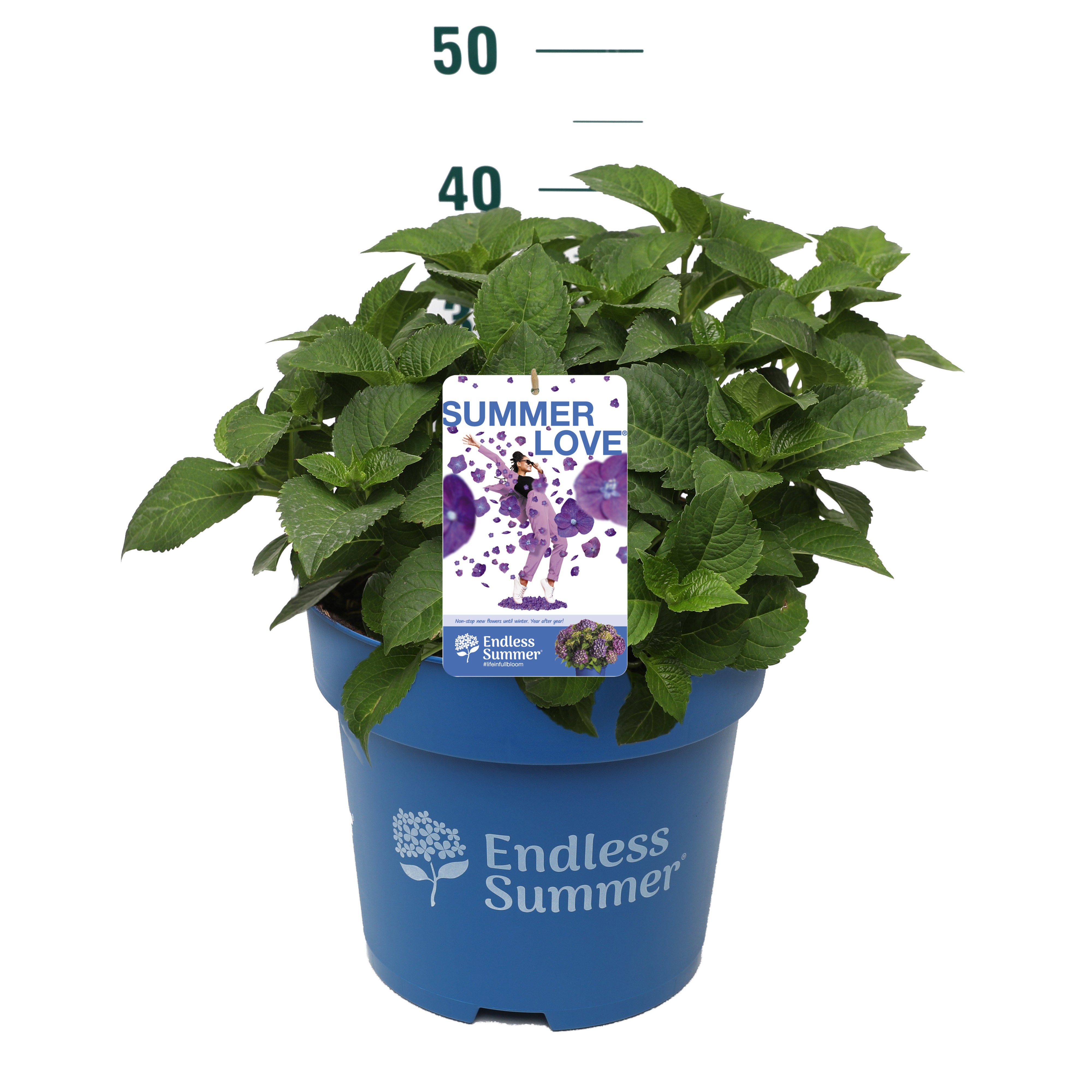 Hydrangea macrophylla Endless Summer Summer Love Purple