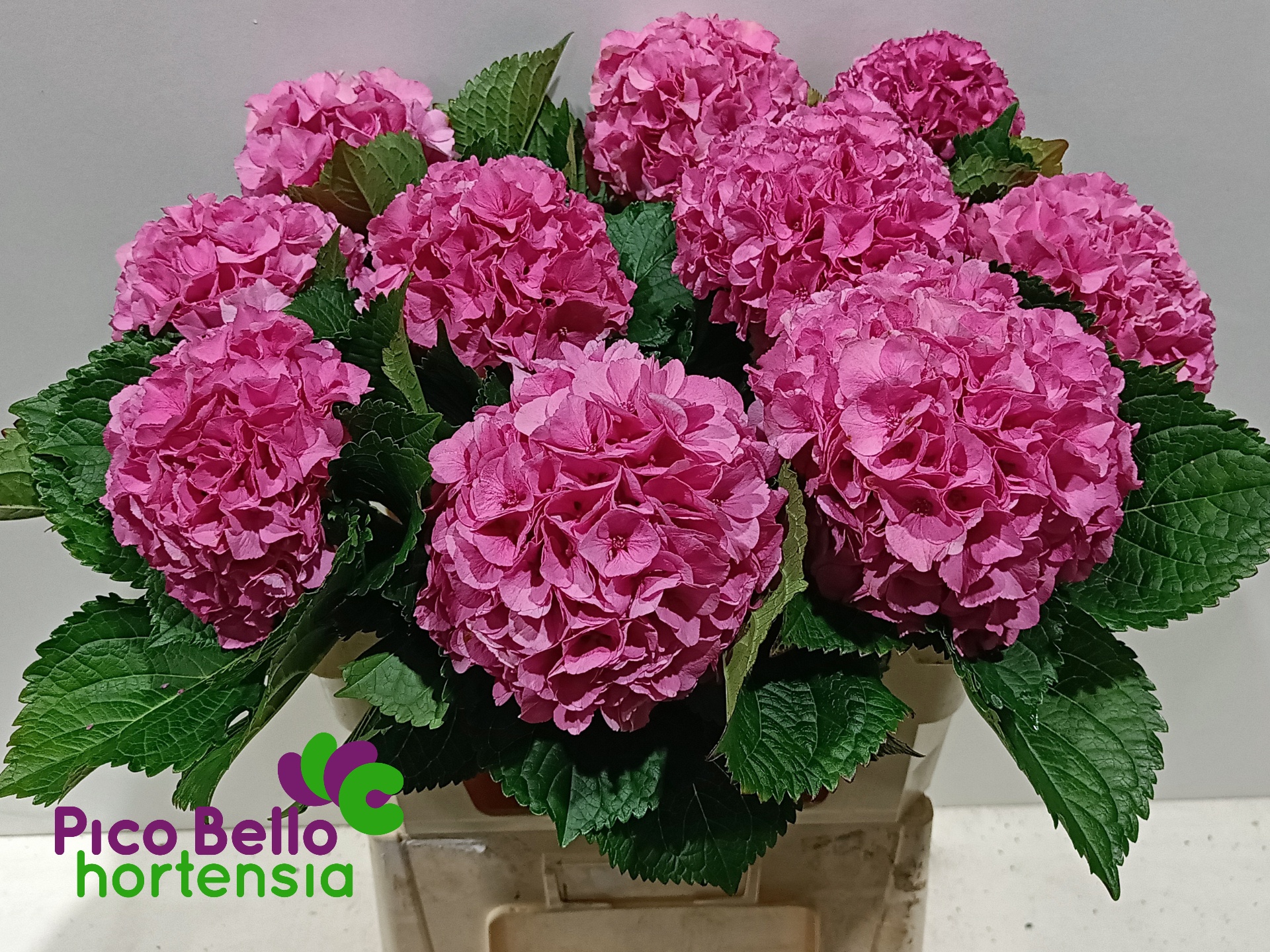 Hydrangea Royal Parade 80cm 21Ø