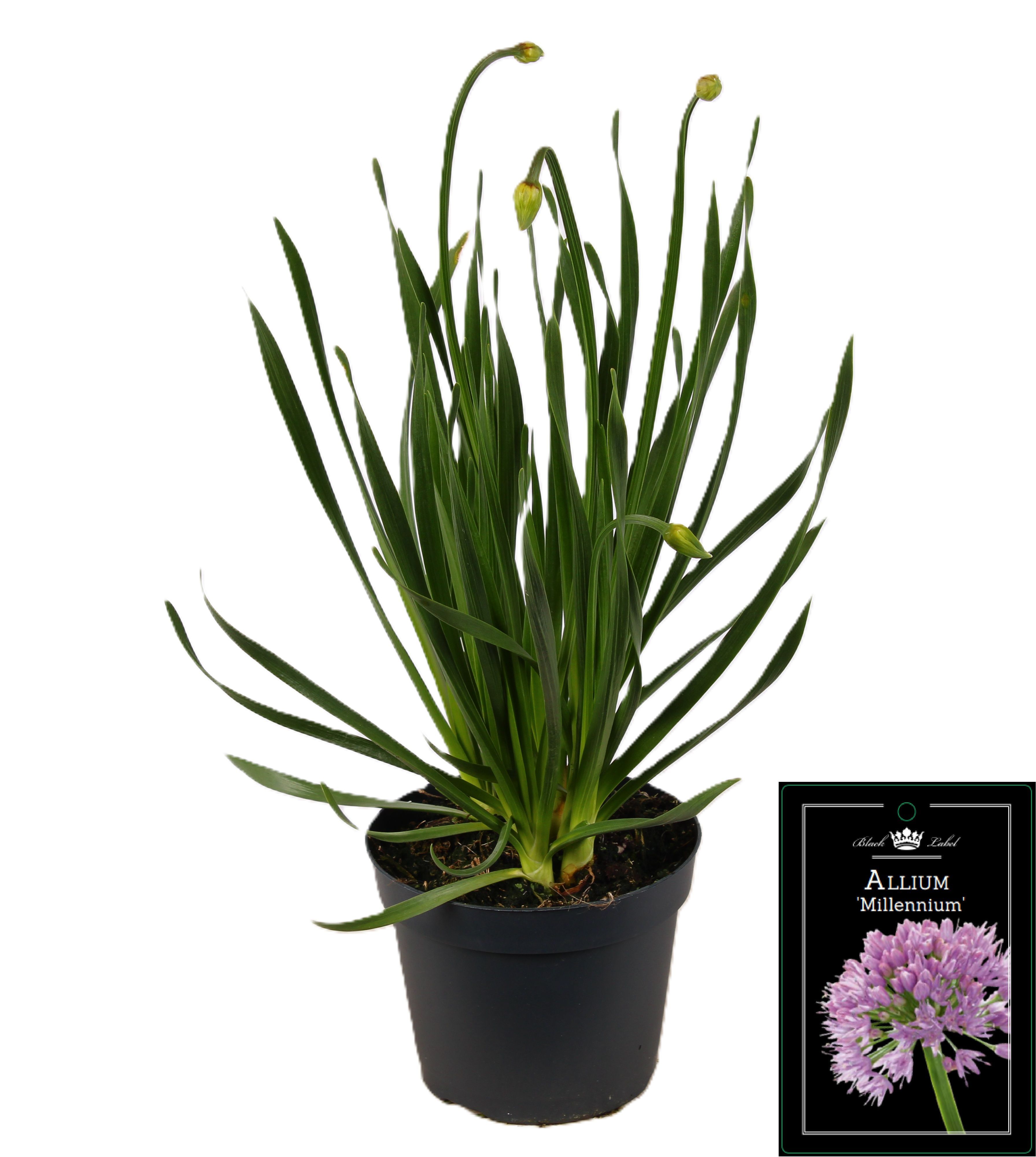 Picture of Allium Millenium