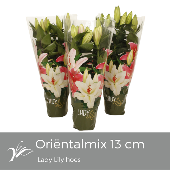 Lilium (Oriental) mixed Mix Lady Lily sleeve (or. lelie) | OZ Planten