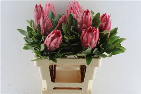Protea Madiba 60cm