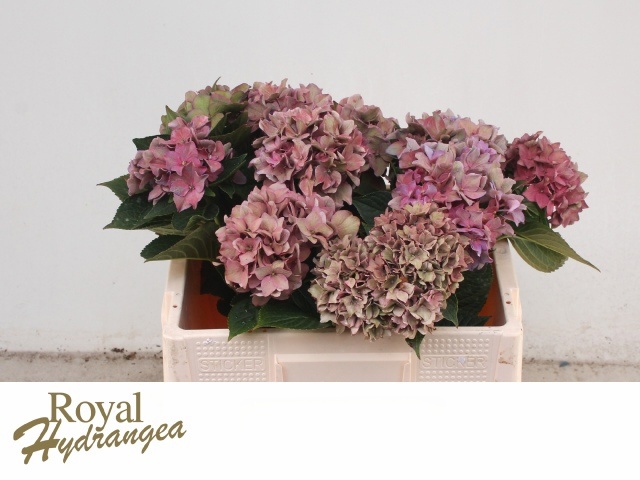 Hydrangea Rodeo Classic Pink 50cm 12Ø