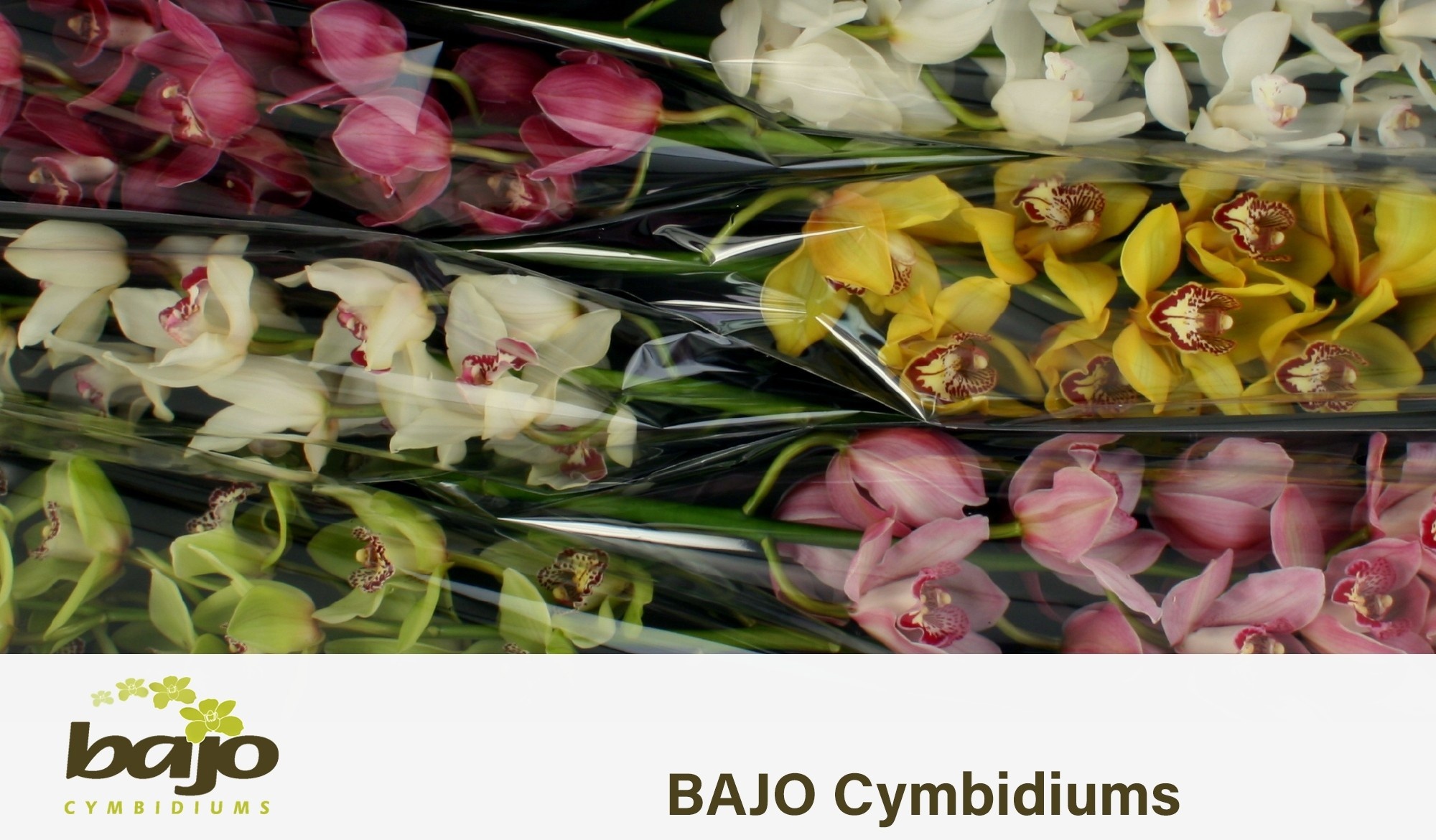 Cymbidium Asst 11bl