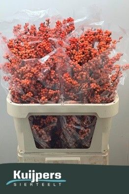 Ilex Winter Gold 80cm