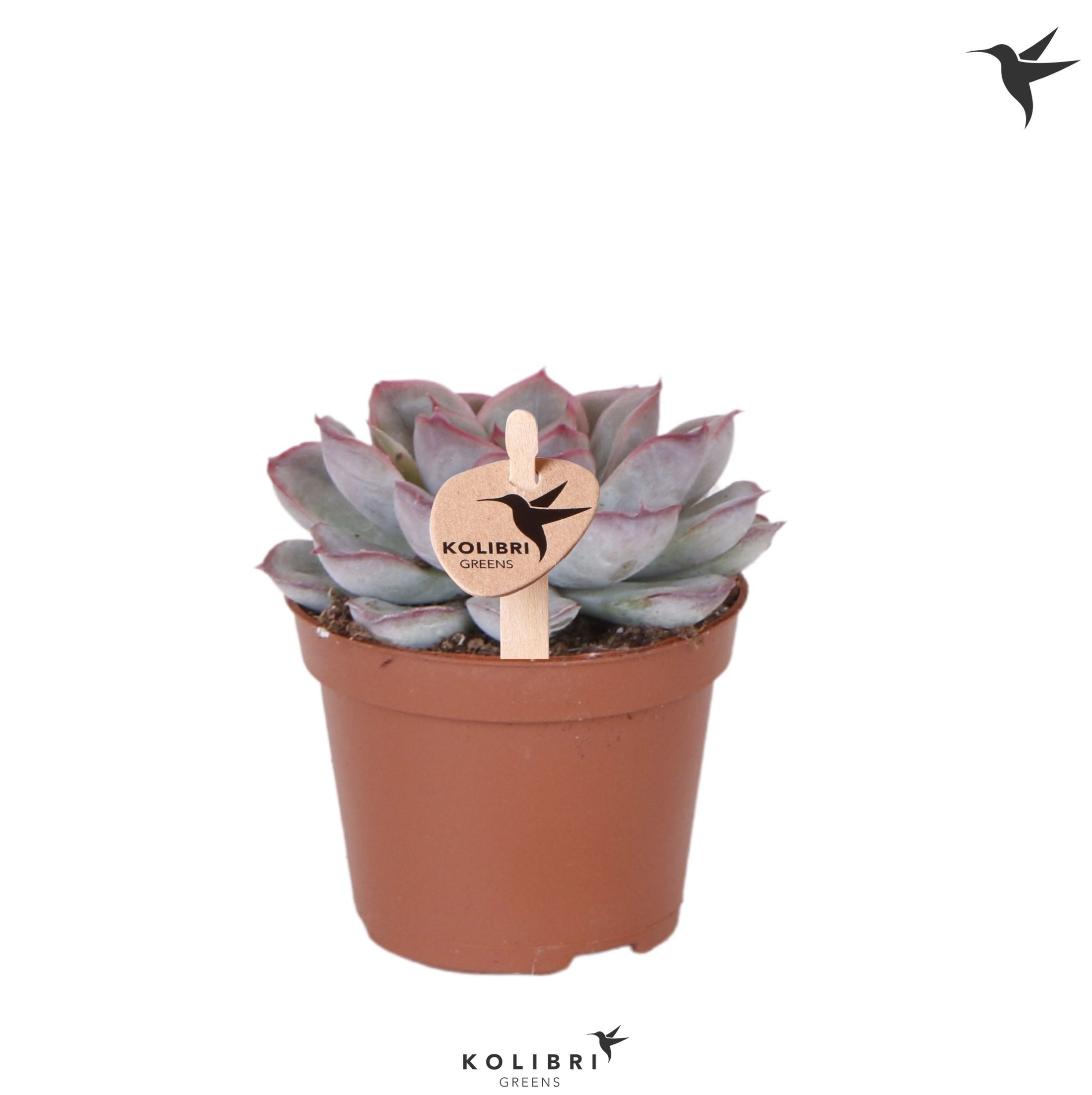 Echeveria Kolibri Greens Succulenten Echeveria Mystery