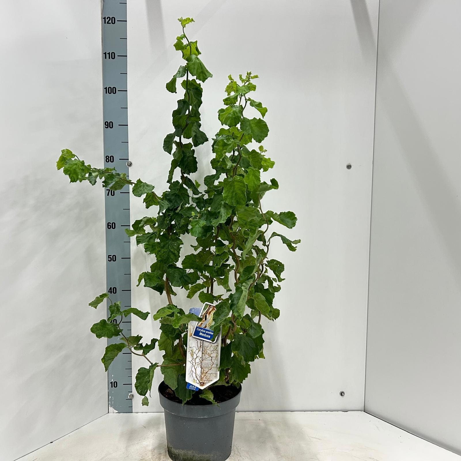 Corylus a. Medusa ('JWW9') jww9 pbr