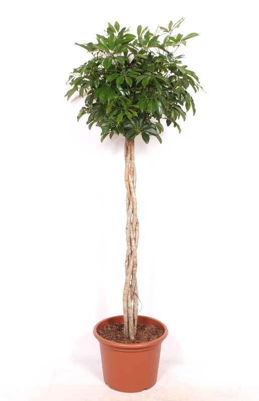 Schefflera arboricola 'Compacta'