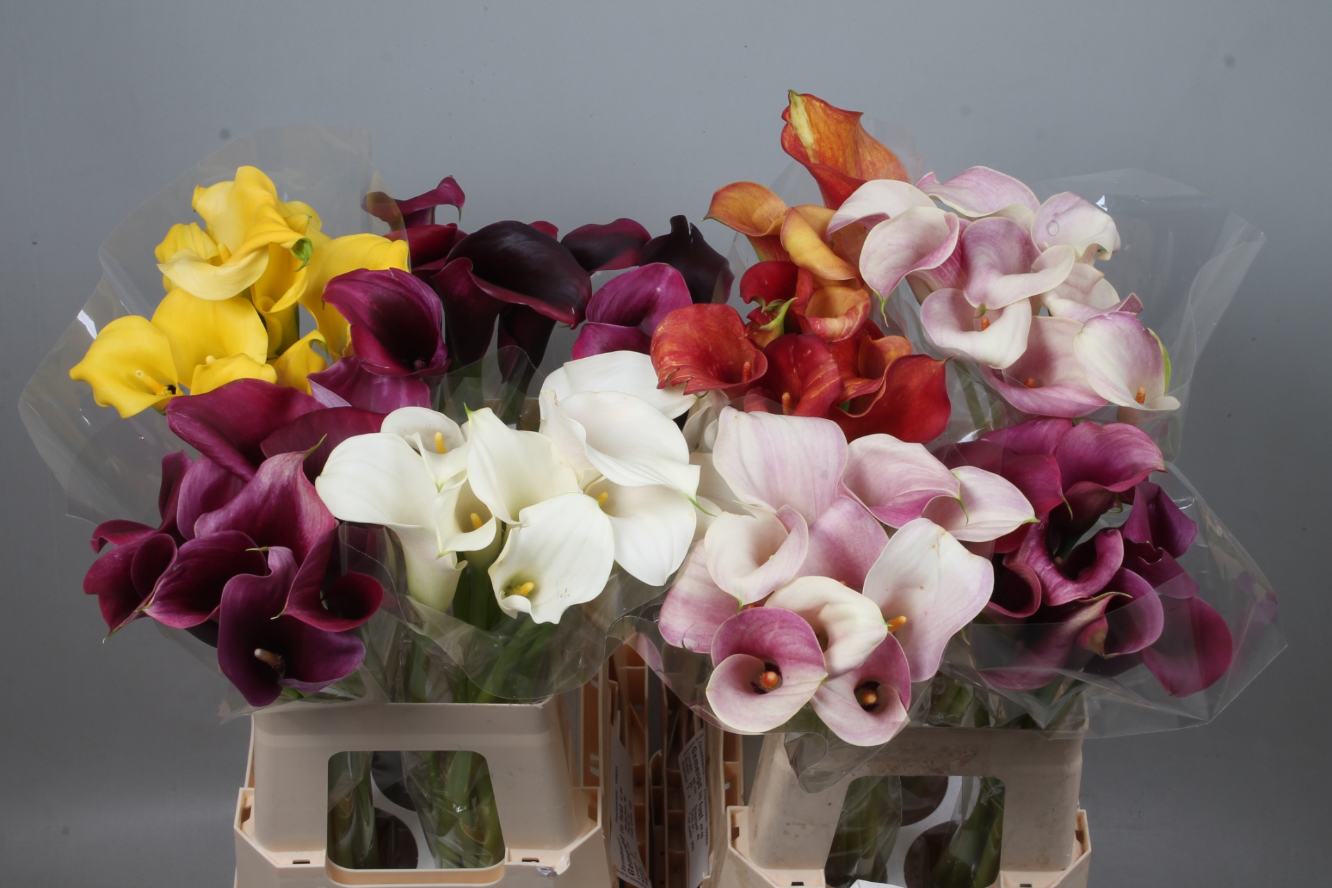 Calla Assorted 60cm
