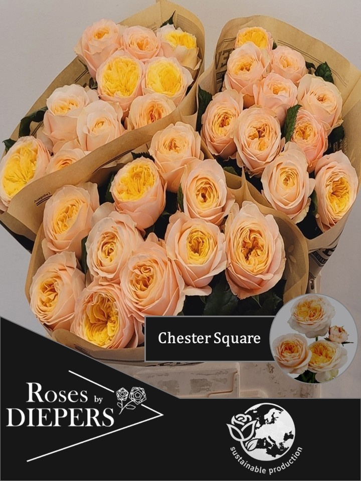 R Tr Chester Square 40cm