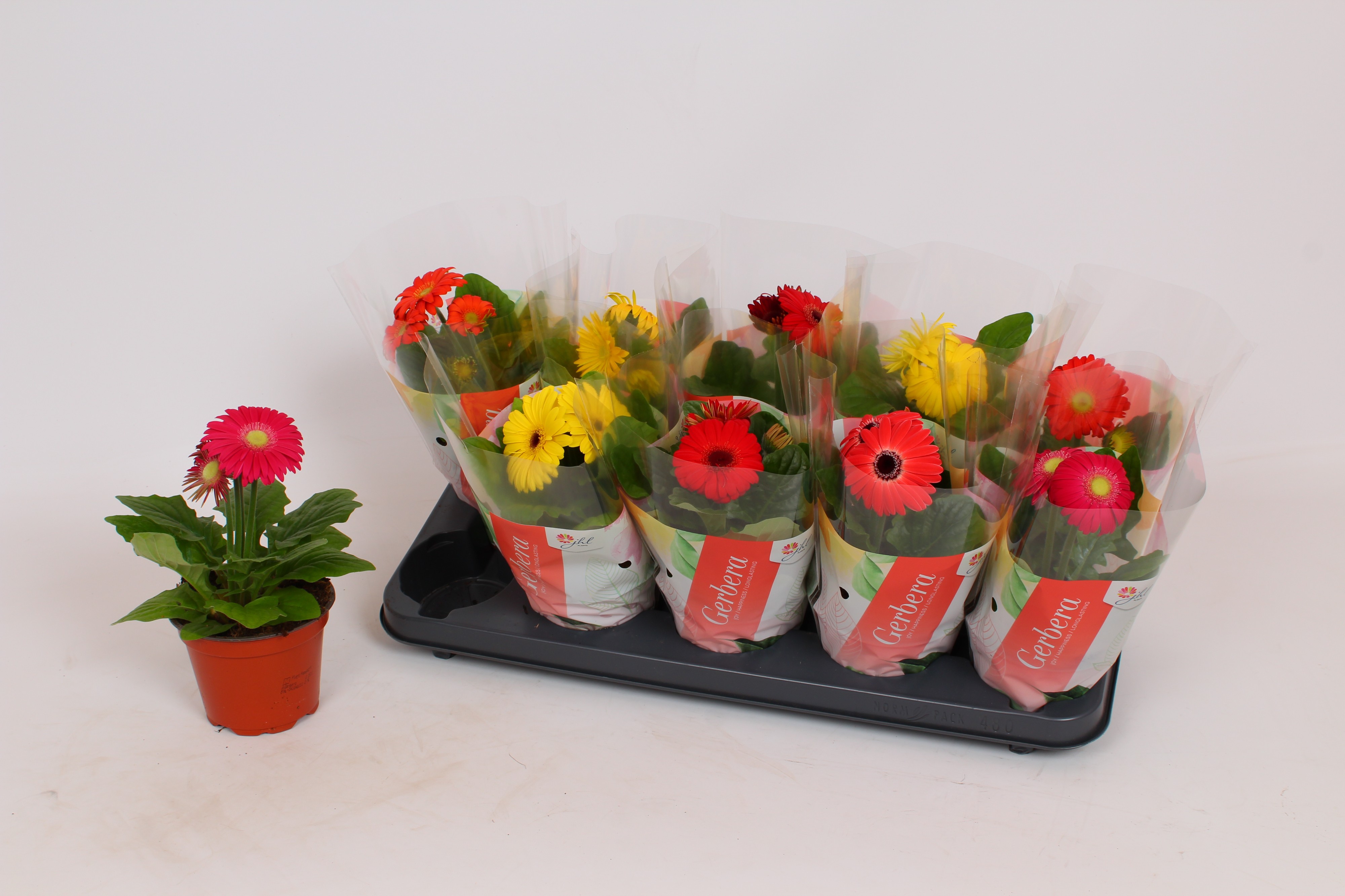 Picture of Gerbera Colourgame in varieties in KRAFT P12 20-22 cm