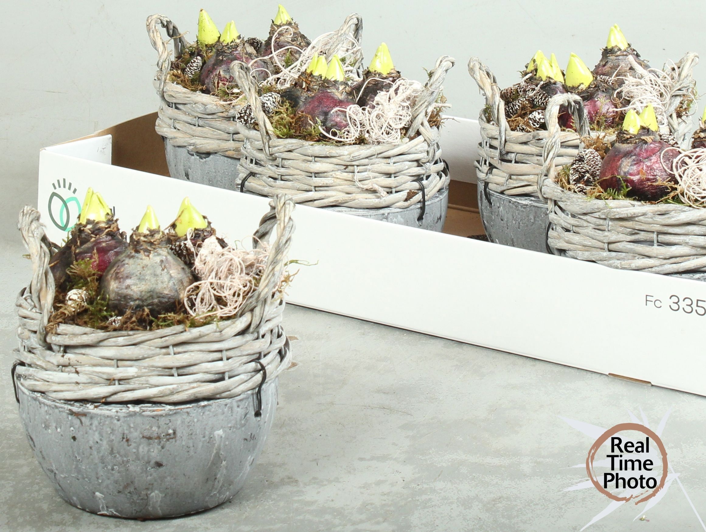 Arrangement Hyacinth 14Ø 20cm