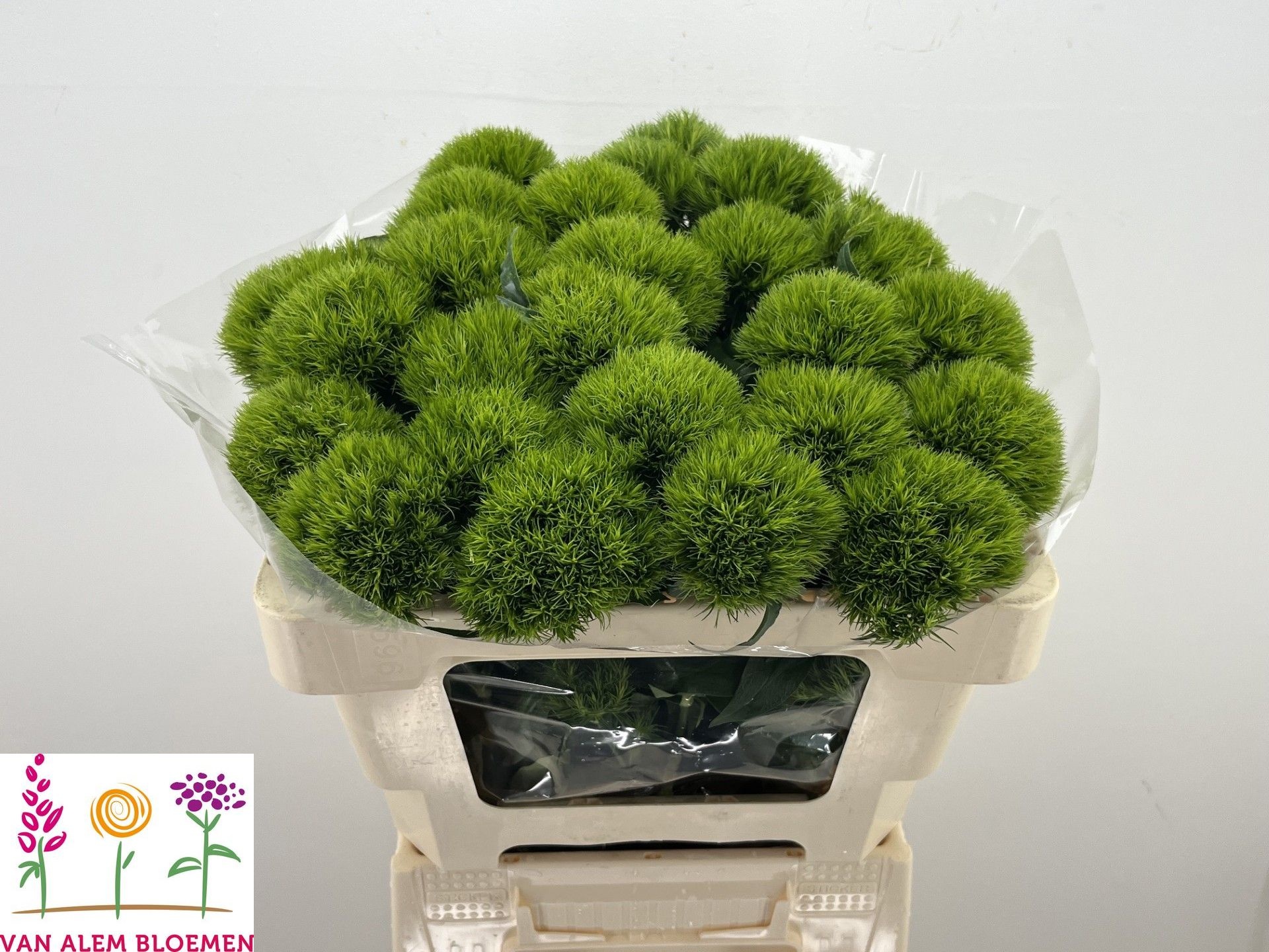 Di Barb Green Charm 50cm