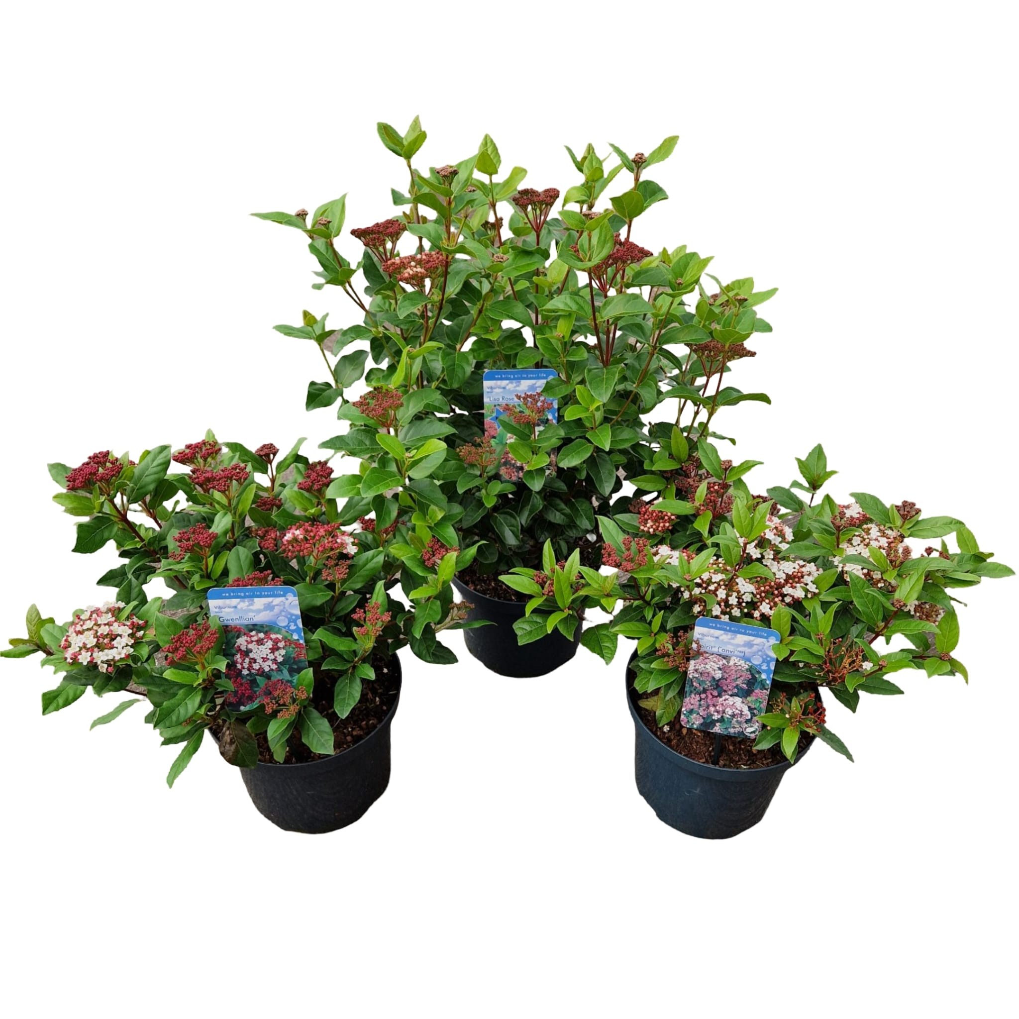 Picture of Viburnum tinus Mix