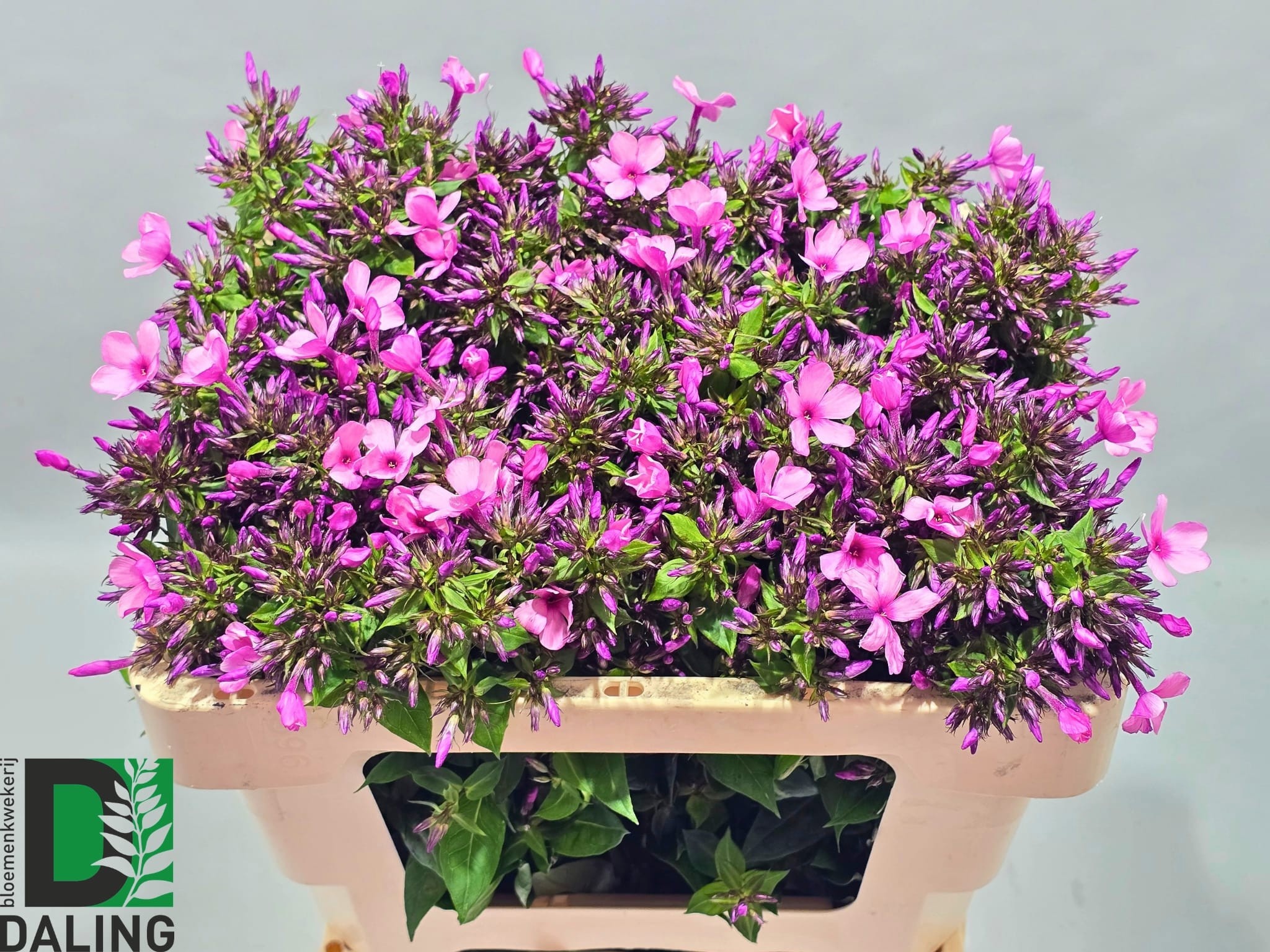 Phlox 50cm