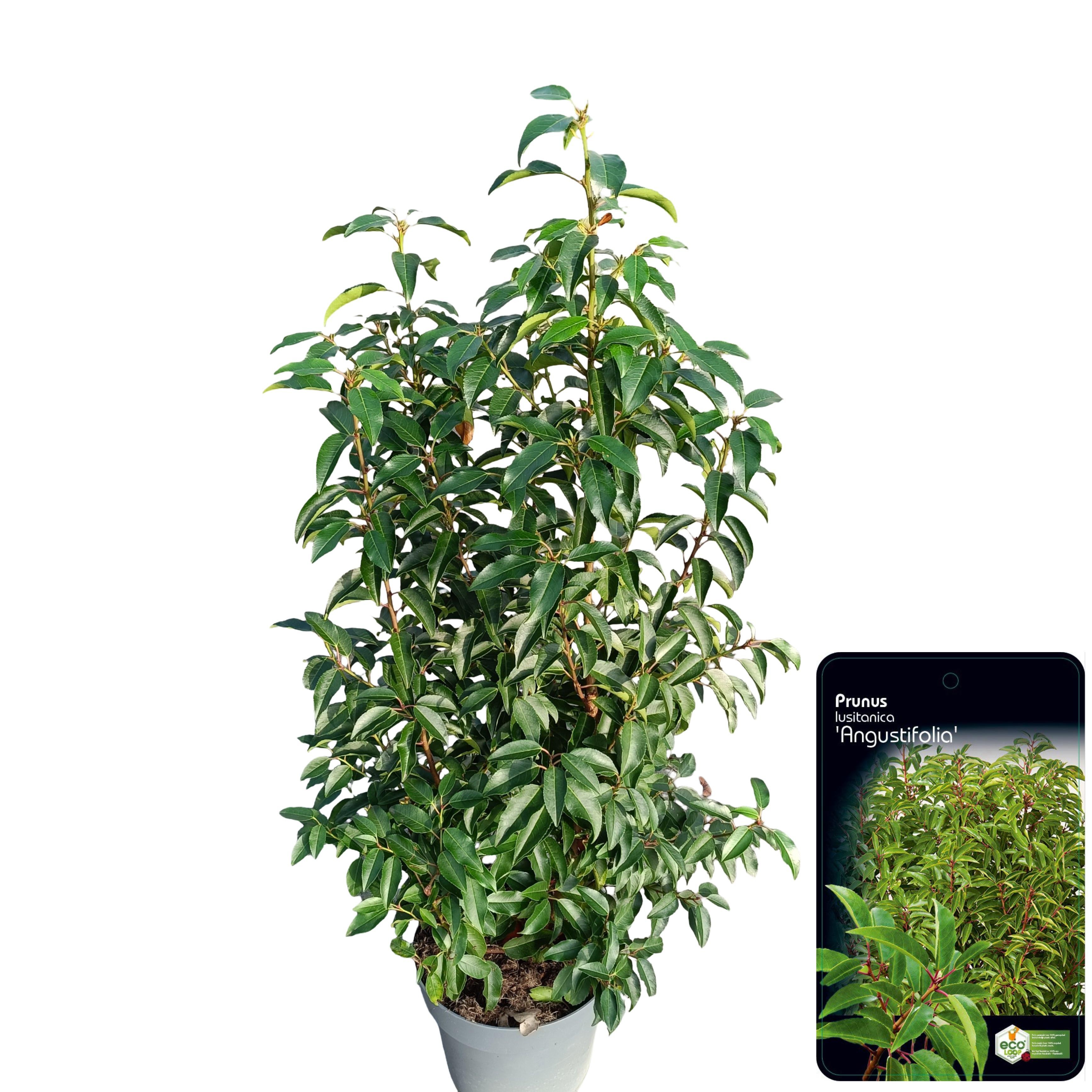 Picture of Prunus lusitanica 'Angustifolia' C10