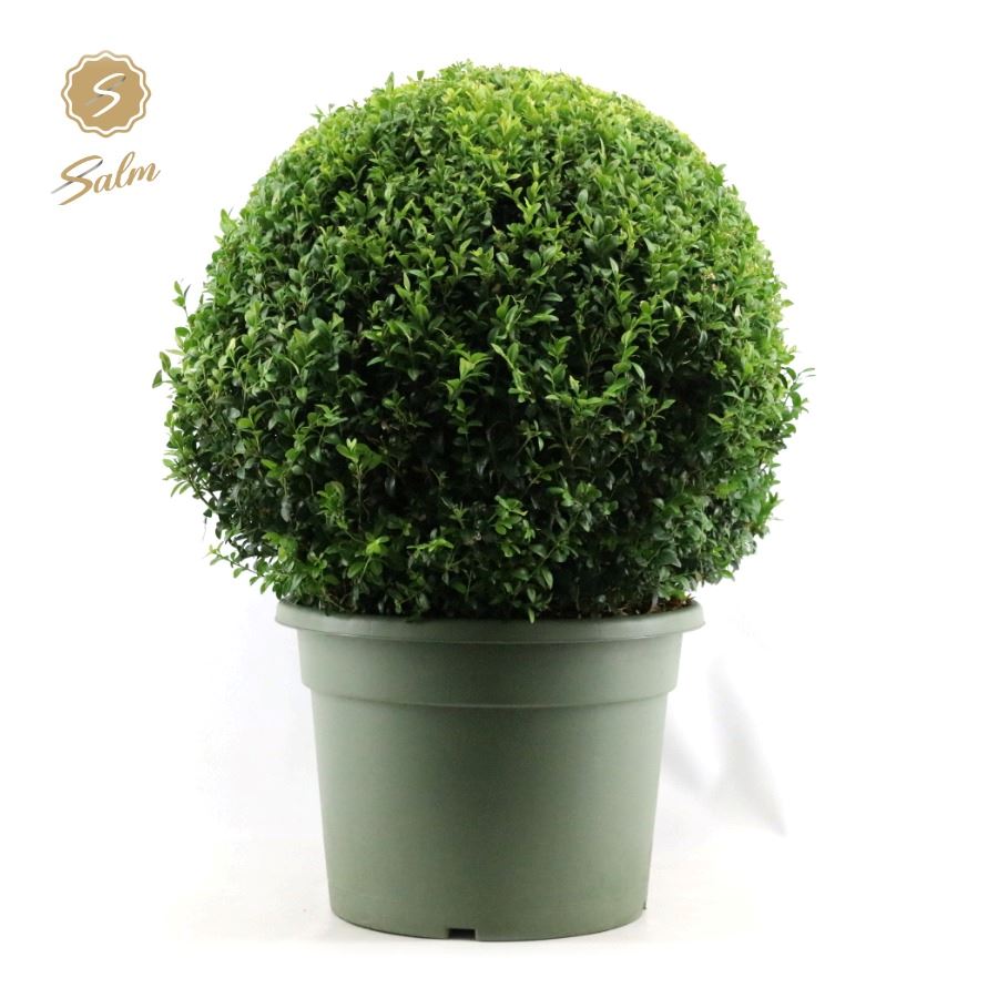 Picture of Buxus semp. Ball Ø60cm P40