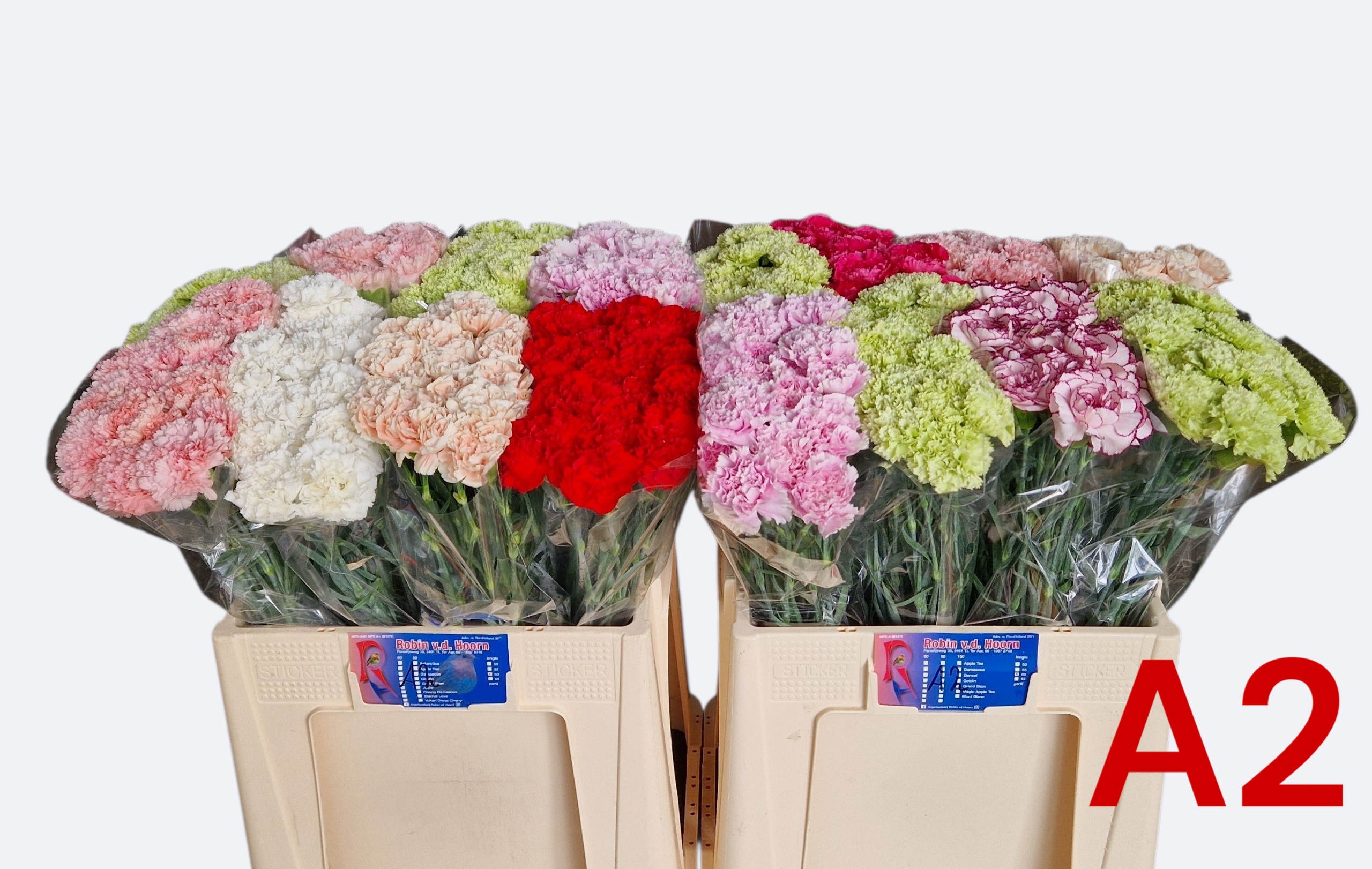 Dianthus St Mixed In Bucket 60cm