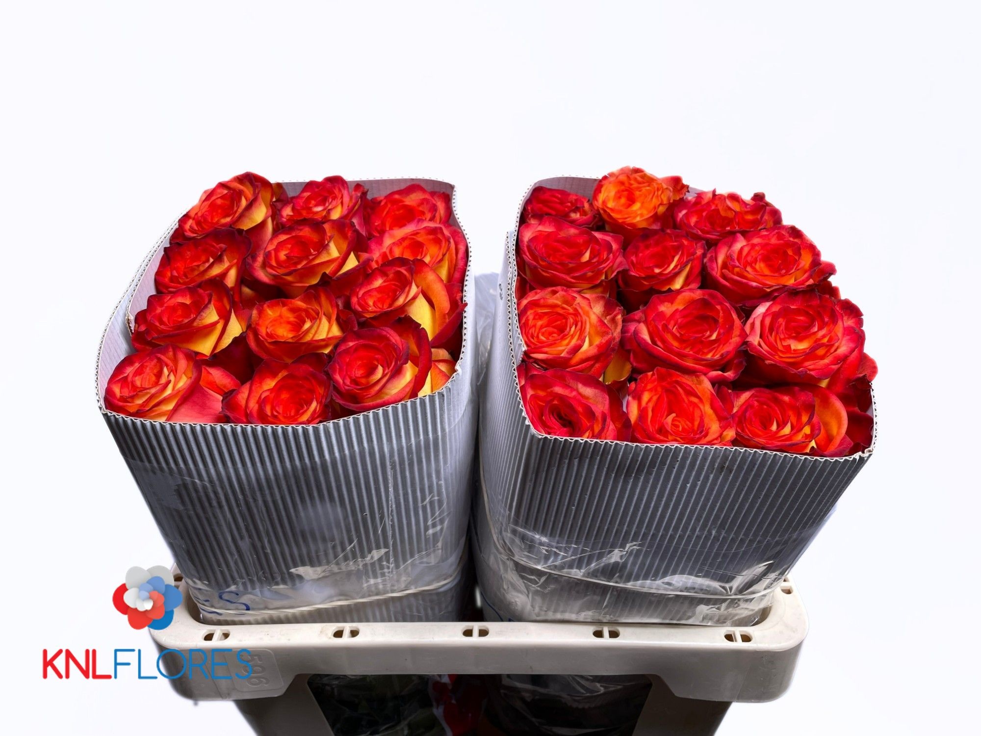 Rosa High & Magic 50cm