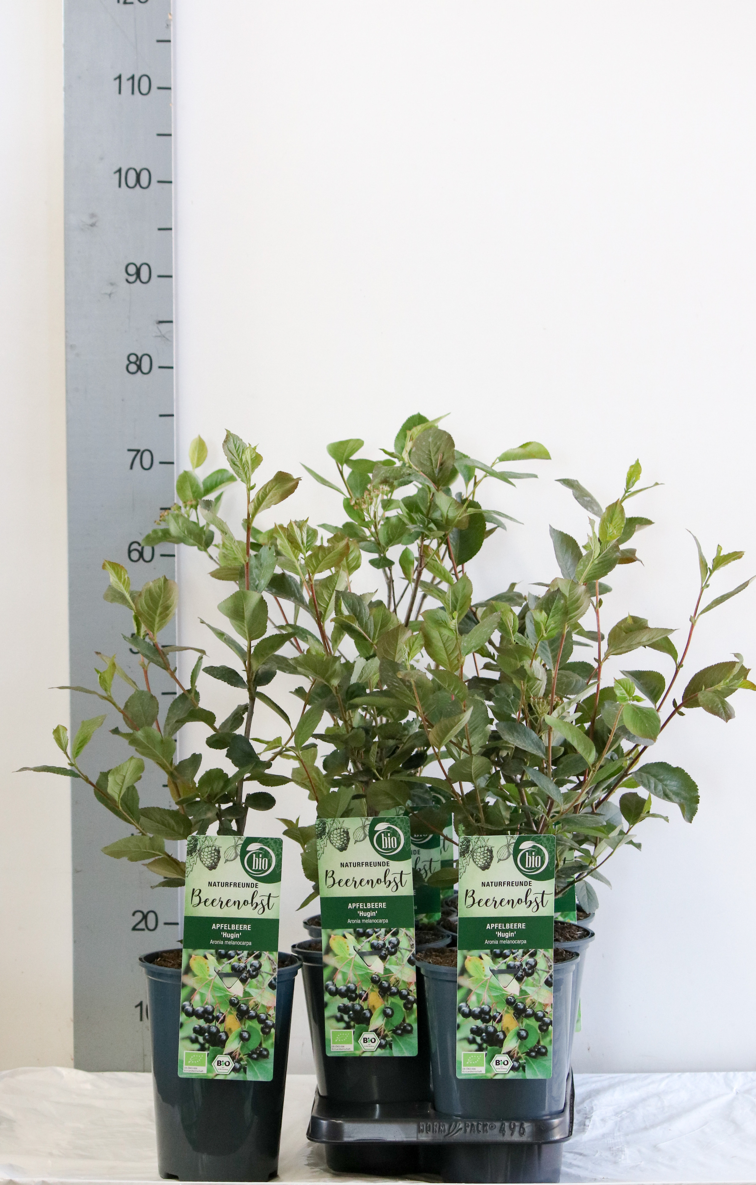 Aronia melanocarpa 'Hugin' bio