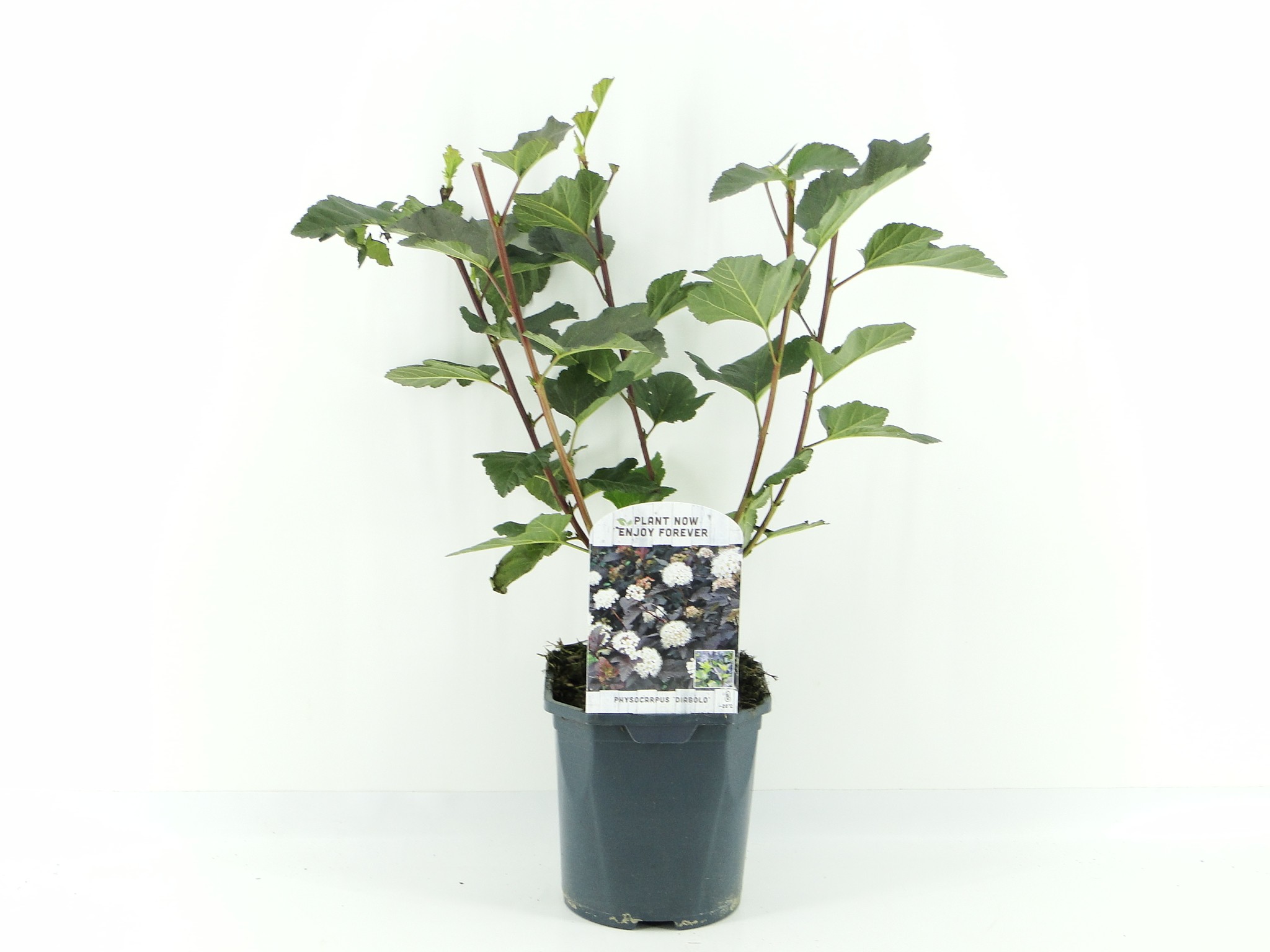 Picture of Physocarpus op. Diabolo