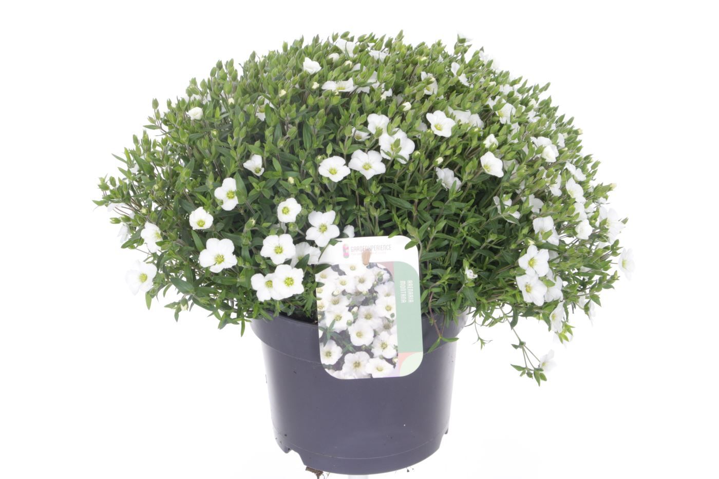 Arenaria montana Ronda White