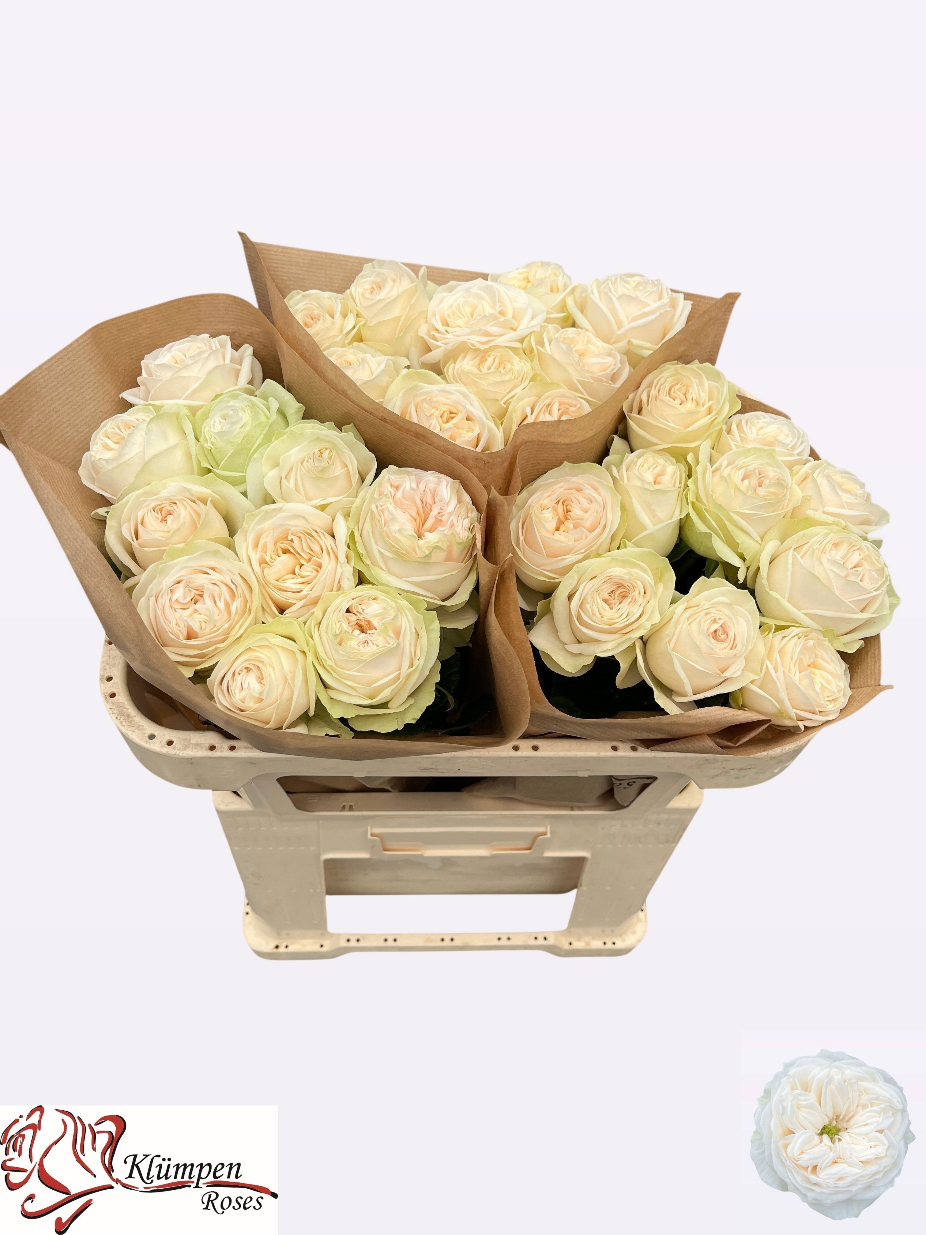 R Gr Asha Rose