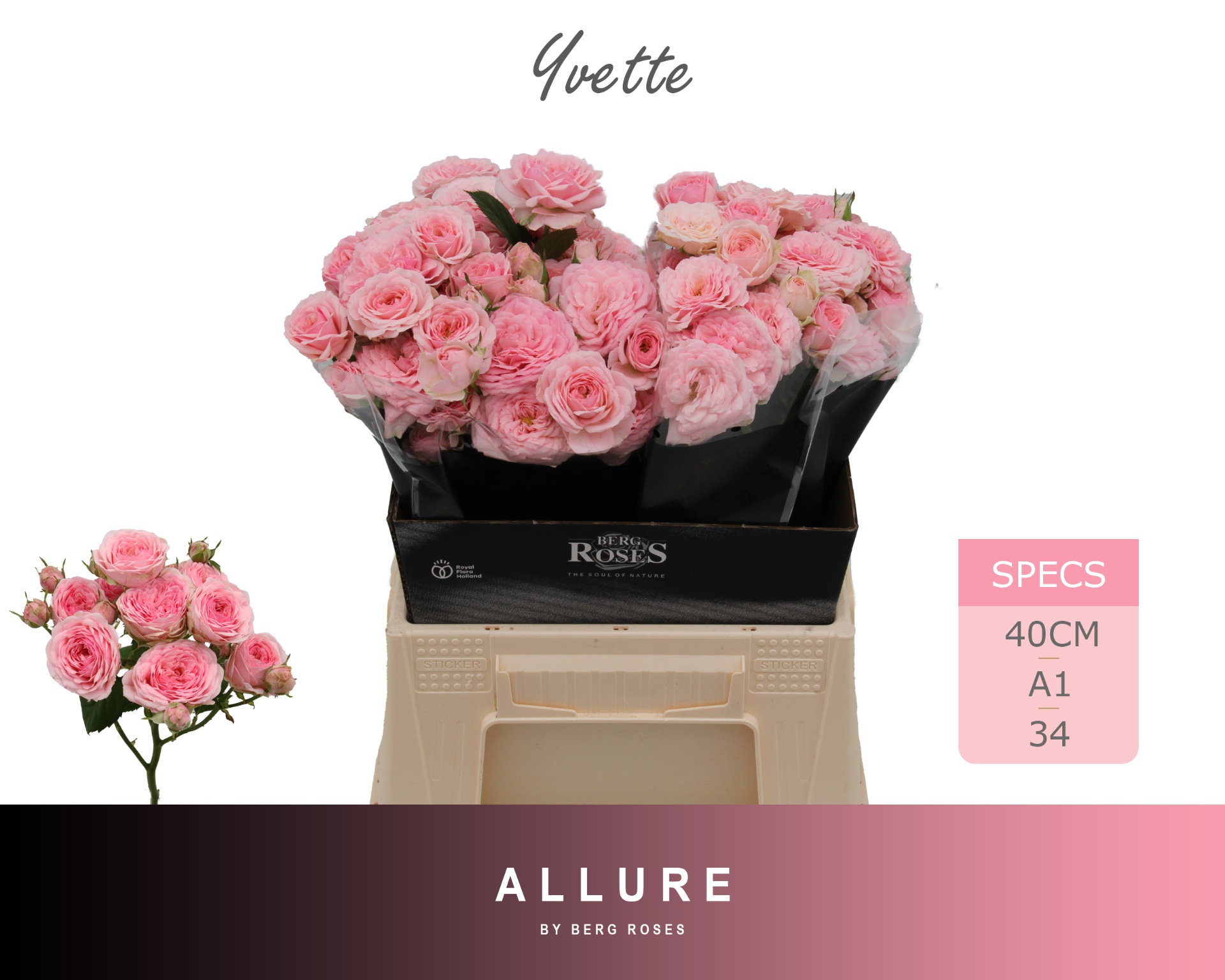 Rosa Spr Yvette 40cm