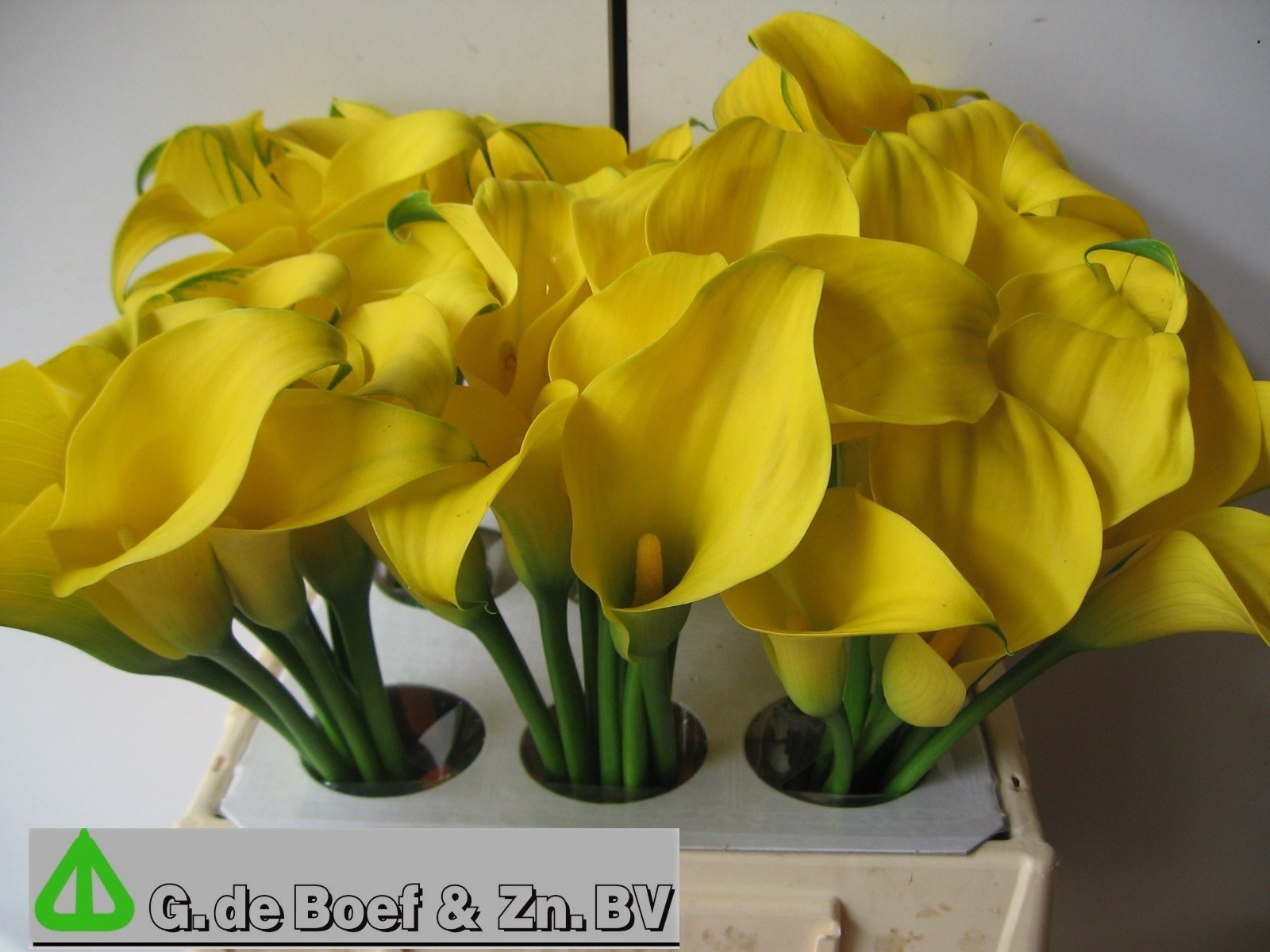 Calla Capt Solo 40cm