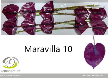 Anthurium Maravilla 15Ø