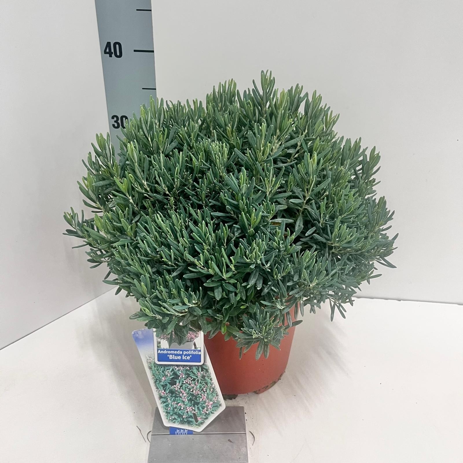 Picture of Andromeda polifolia 'Blue Ice'