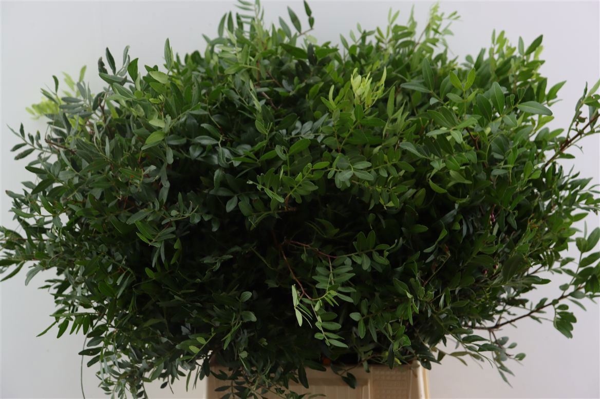Pistacia Leaves Per Bunch 50cm