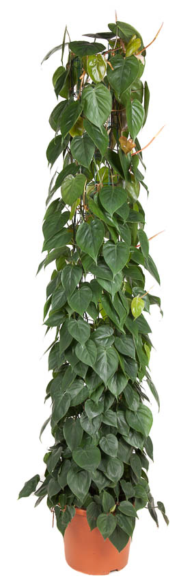 Picture of Philodendron Scandens column P32 180cm (LOOSE)