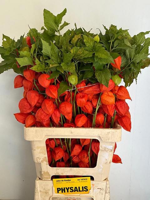 Physalis 70cm