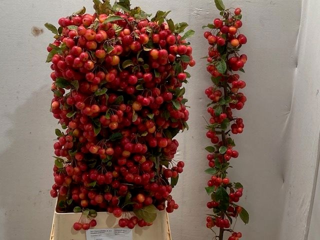 Malus Red Sentinel