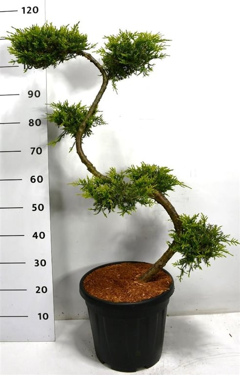 Picture of Juniperus pf. 'Pfitzeriana Aurea'