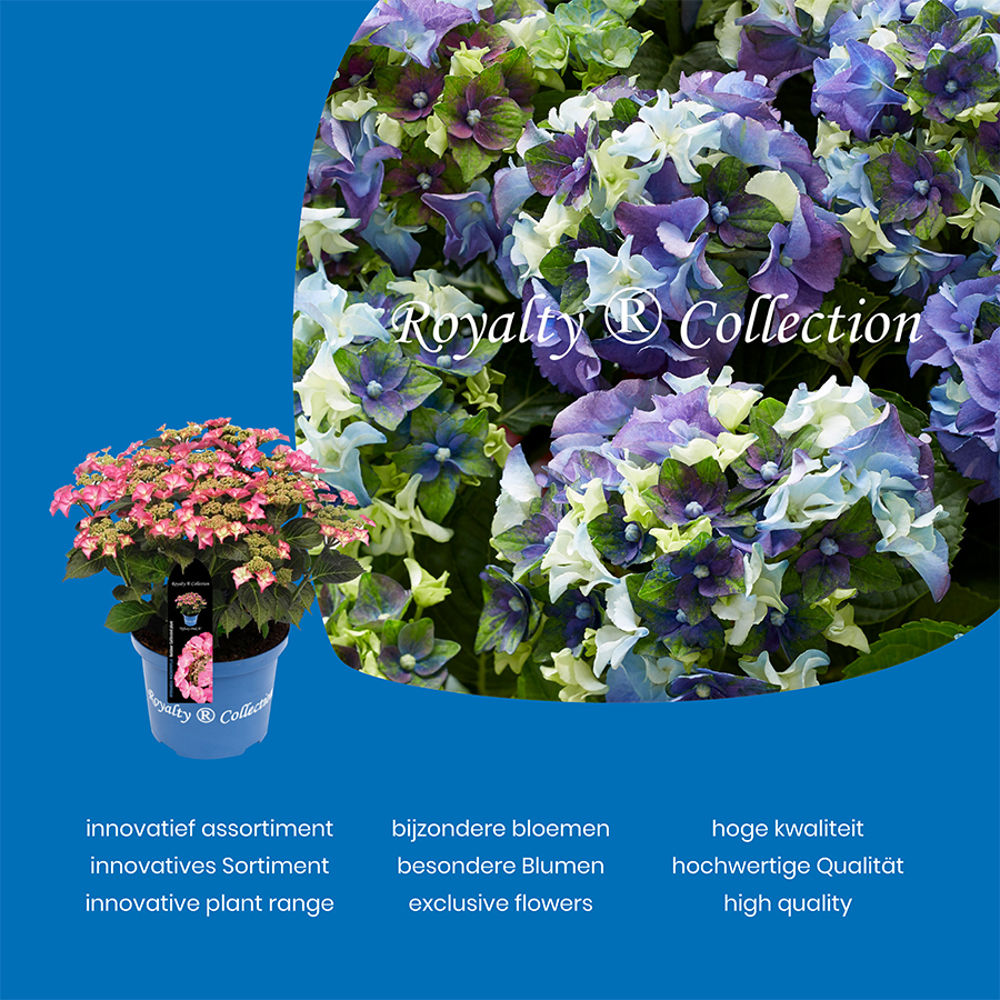 Picture of Hydrangea macr. Royalty Collection® MIX C2 (17cm.) Potcover