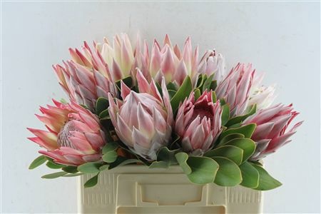 Protea Cynaroides 50cm