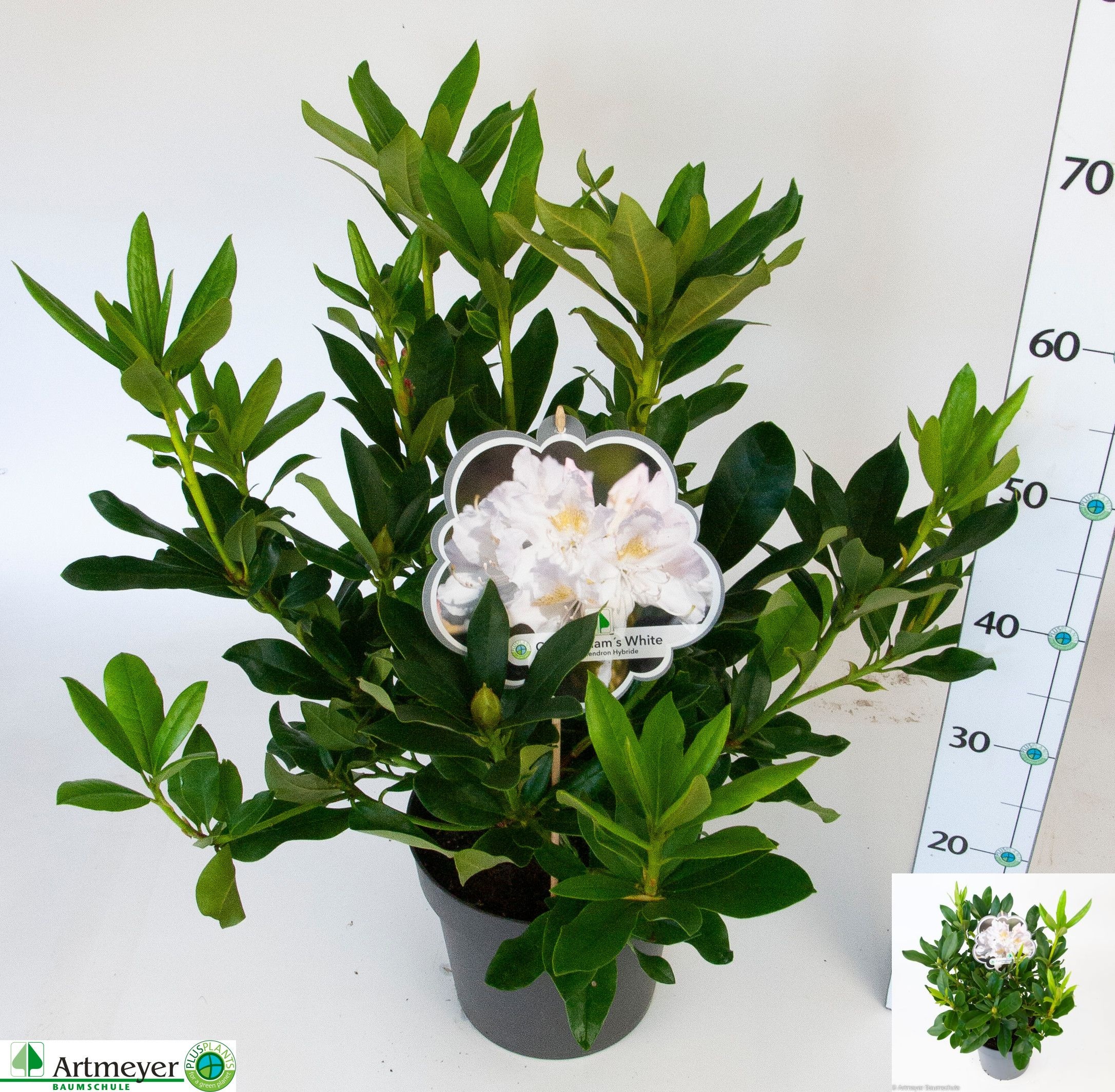 Rhododendron (Caucasicum) 'Cunningham's White' RHOD CAU CUNNINGH WH |  Gardenline