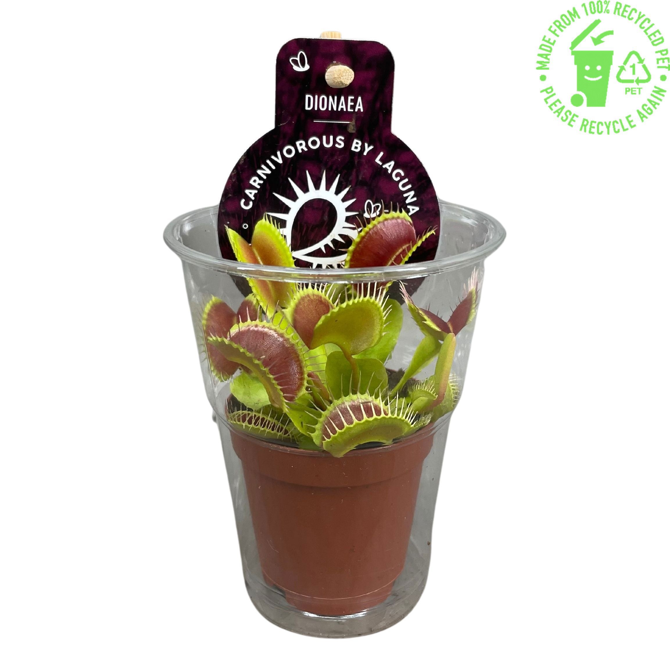 Dionaea Muscipula in beker met etiket