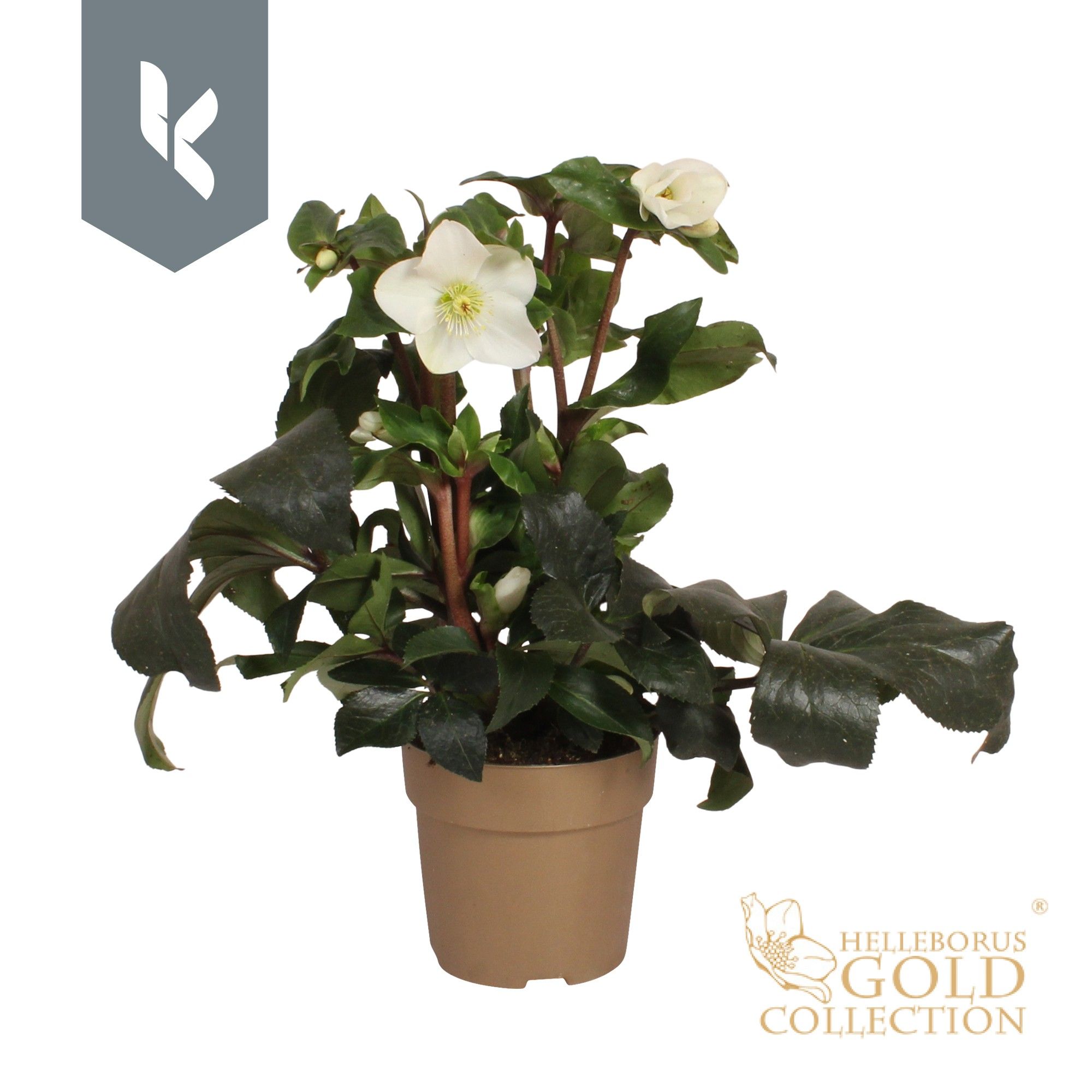 Helleborus HGC Helleborus Ice N Roses White in goud