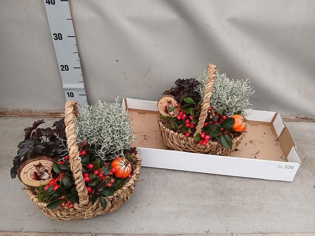 Arr Tuinplanten 25P 25cm