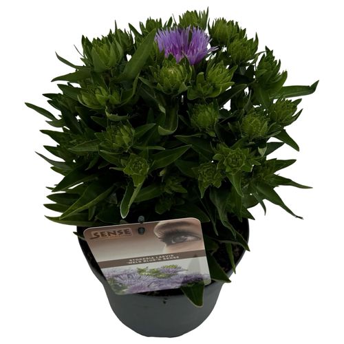 Stokesia laevis 'Mels Blue'® sense p19 Asra