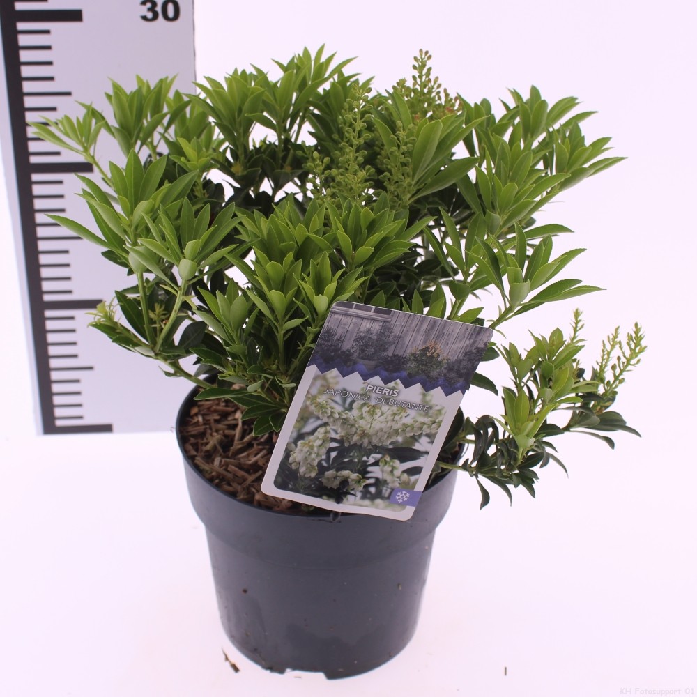 Picture of Pieris jap. 'Debutante'
